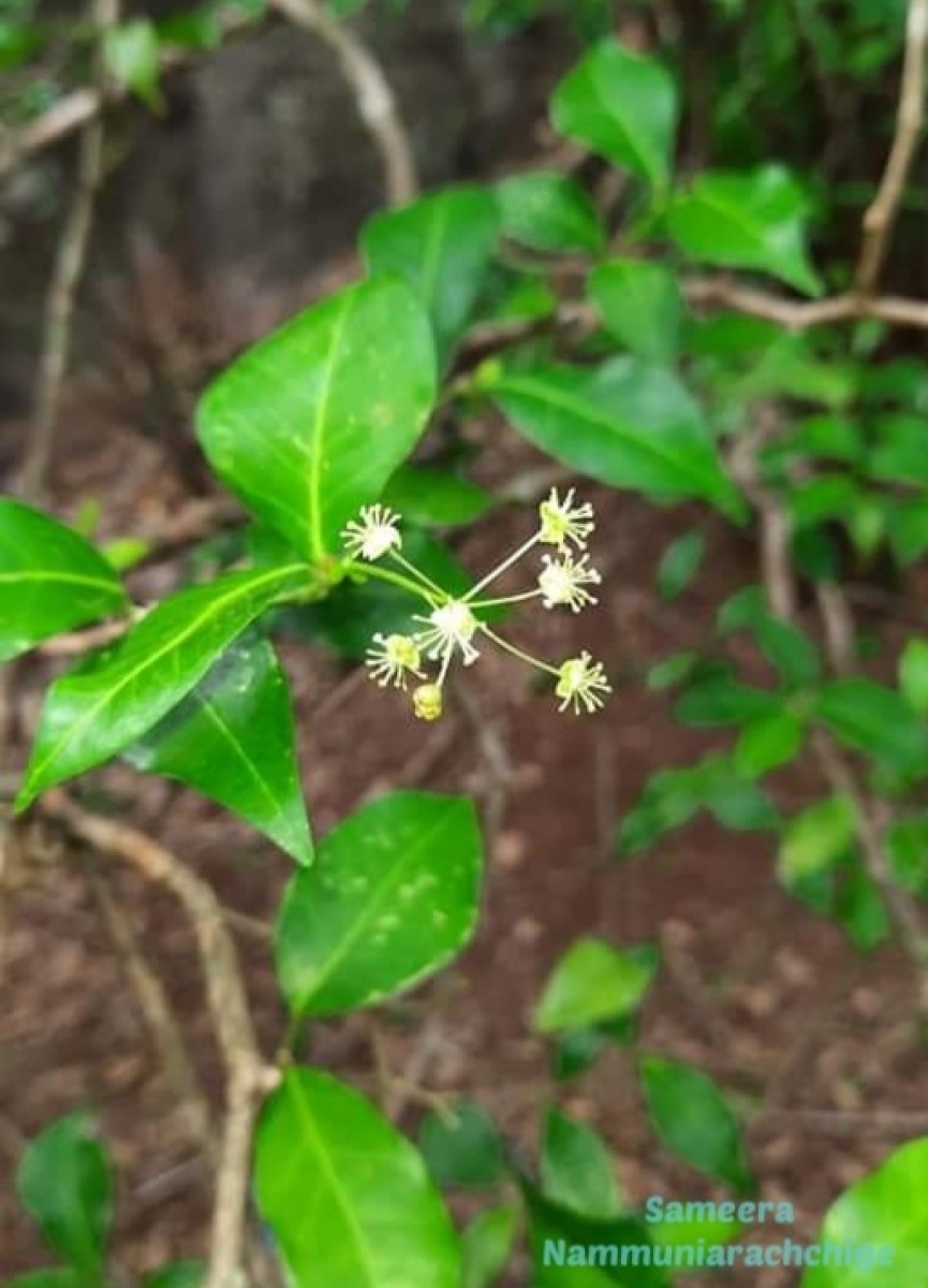 Blachia umbellata (Willd.) Baill.